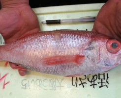 CameraZOOM-20170617064326878