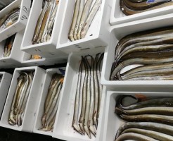 CameraZOOM-20170629062154751