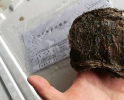 CameraZOOM-20170704062501363