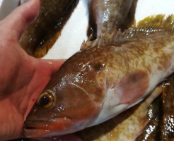 CameraZOOM-20170719061937627