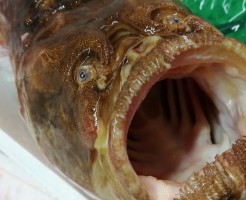 CameraZOOM-20170729070636928