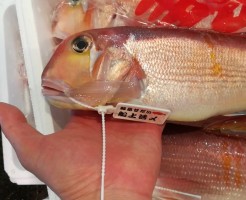 CameraZOOM-20170731065941686