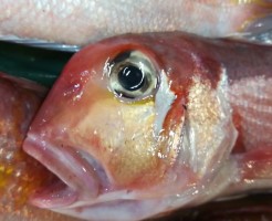 CameraZOOM-20170803063037673