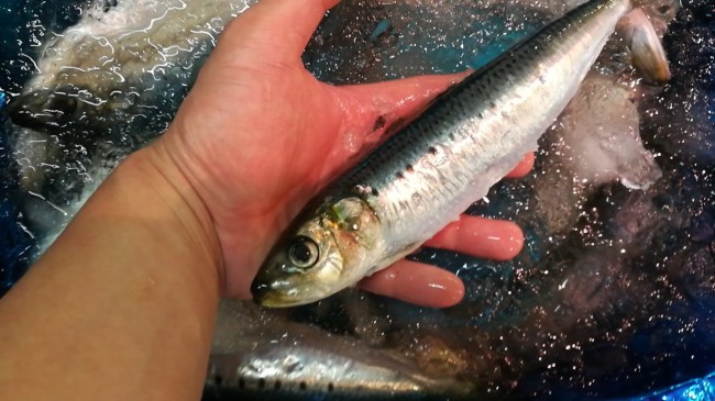 CameraZOOM-20170807062734026