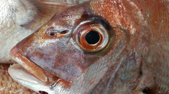 CameraZOOM-20170807070320879