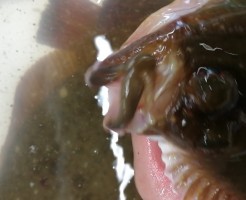 CameraZOOM-20170808064302050