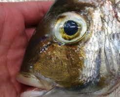 CameraZOOM-20170810062131569