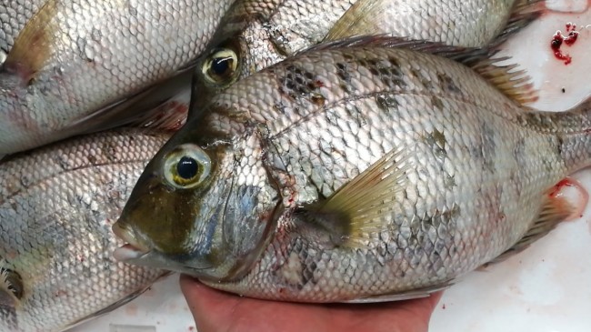 CameraZOOM-20170810062142013