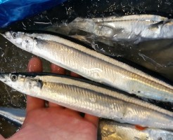 CameraZOOM-20170816070137319