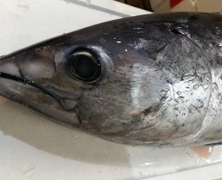 CameraZOOM-20170821064827128