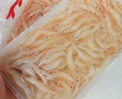 富山湾の宝石！白エビ