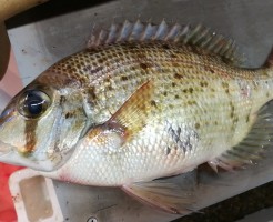 CameraZOOM-20170829070557278