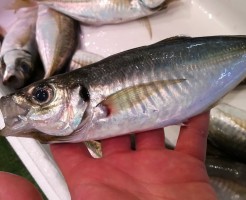 CameraZOOM-20170901062751272