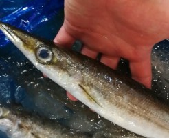 CameraZOOM-20170902062553848