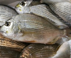 CameraZOOM-20170905070021525