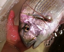 CameraZOOM-20170908062803569