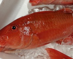 CameraZOOM-20170911062034765