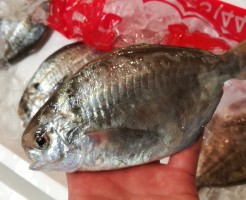 CameraZOOM-20171012064134643