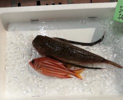 CameraZOOM-20171013062100357