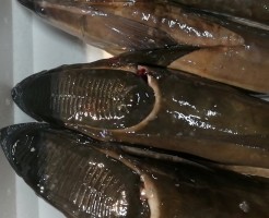 CameraZOOM-20171014061256203