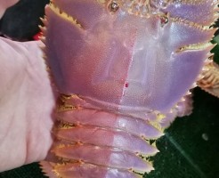 s-IMG_20171125_081534