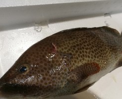 s-IMG_20171127_061622