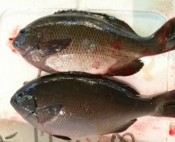 s-IMG_20171220_062500