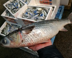s-IMG_20171228_063126