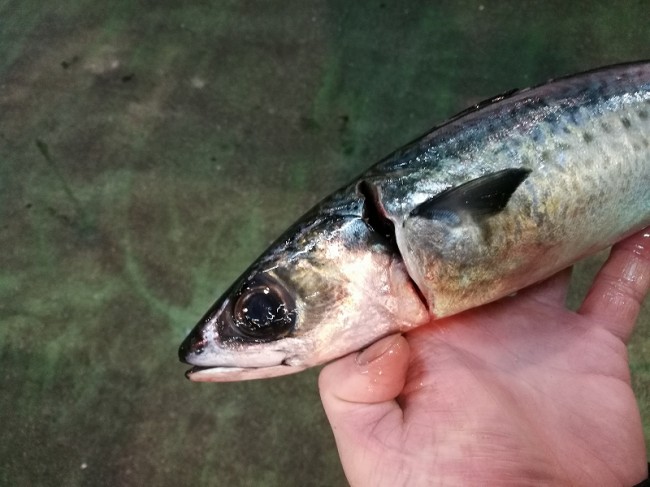 s-IMG_20180205_065751