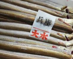 淡路の鱧は最高です！