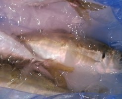 淡路追っかけ鯵