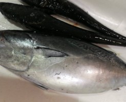 土佐清水直送ソウダガツオ