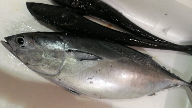 土佐清水直送ソウダガツオ