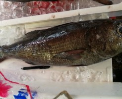 極上黒むつ4.5ｋｇ