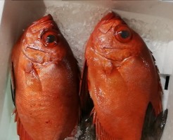 チカメキントキ