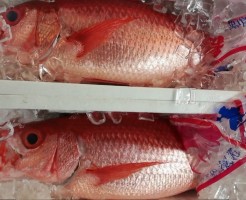 極上ハマダイ（おなが）