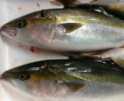 日本一旨い明石の天然ツバス