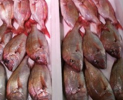 明石井元水産天然鯛