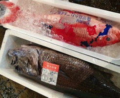 ハマダイと黒むつ