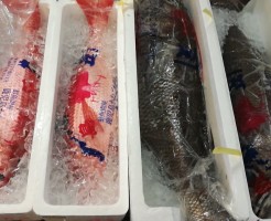 極上ハマダイと黒むつのセット