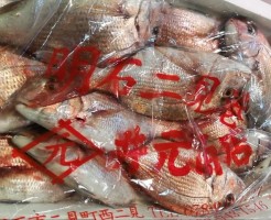 明石井元の天然鯛