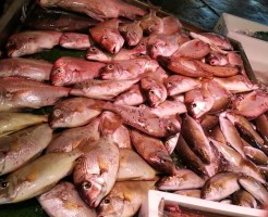 めいちだいの海