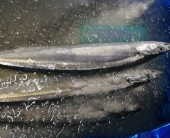 初物！北海道新秋刀魚