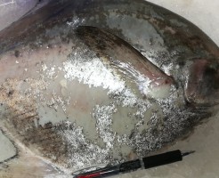 極上マナガツオ