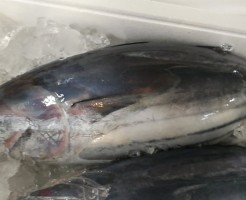 対馬のトロカツオ！