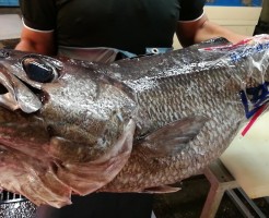 鹿児島クロムツ