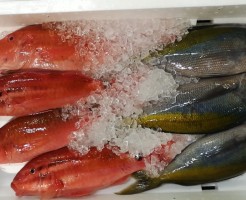 土佐直送便うめいろ＆おきなひめじ