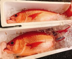 鹿児島極上ハマダイ