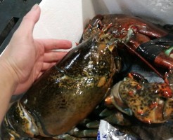 4ｋｇ！オマール