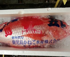 鹿児島はまだい